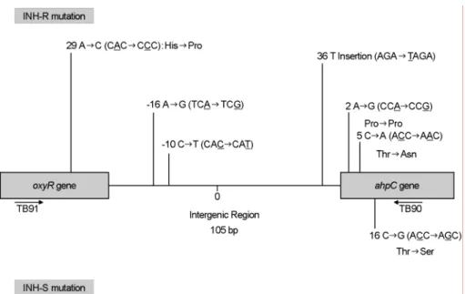 Fig. 4. Schematic presentation of  mutations in the oxyR-ahpC region from INH-resistant and INH-susceptible clinical isolates of  M