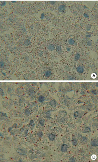 Fig. 4. Lipid deposition in liver. Five µm liver sections from the control (A) and MRW (B) groups were stained with hematoxylin and oil red O