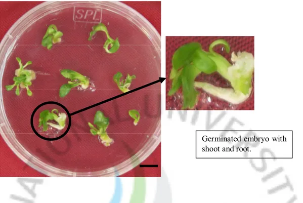 Fig.  4C.  Regeneration  of  Miyagawa  Wase  embryogenic  calluses  after  Agrobacterium- Agrobacterium-mediated  transformation