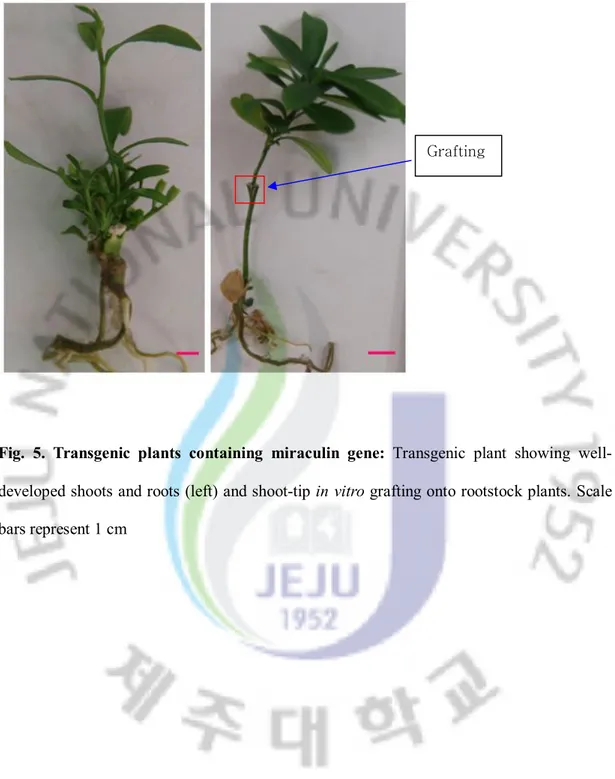 Fig.  5.  Transgenic  plants  containing  miraculin  gene:  Transgenic  plant  showing  well-