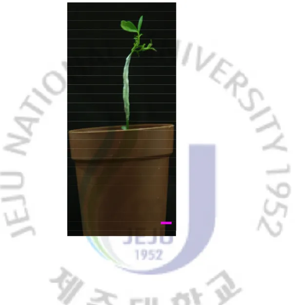Fig. 6. Transgenic plants containing miraculin gene grafting onto the citrus root stock  in soil pot