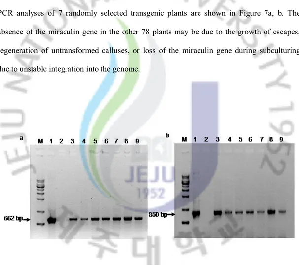 Fig. 7. PCR analyses of transgenic Miyagawa Wase plantlets. a, 662-bp  miraculin gene 