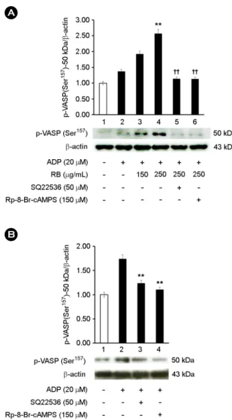 Fig. 5. Effect of RB on VASP phosphorylation. (A) Lane 1, Intact  platelets (base); Lane 2, ADP (20 μM); Lane 3, ADP (20 μM) +  RB (150 μg/mL); Lane 4, ADP (20 μM) + RB (250 μg/mL)