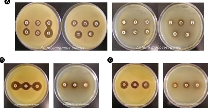 Fig. 1. Antibacterial activity of  Puer tea extract to S. aureus and L. monocytogenes
