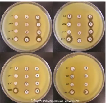 Fig. 3. Antibacterial activity of Puer tea extract to L. 