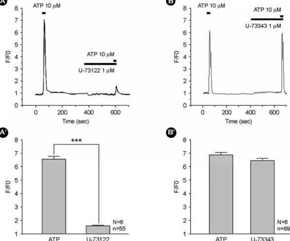 Fig. 2. Differential effect of  U-73122 and U-73343 on ATP-induced calcium transient in WERI-Rb-1 cells