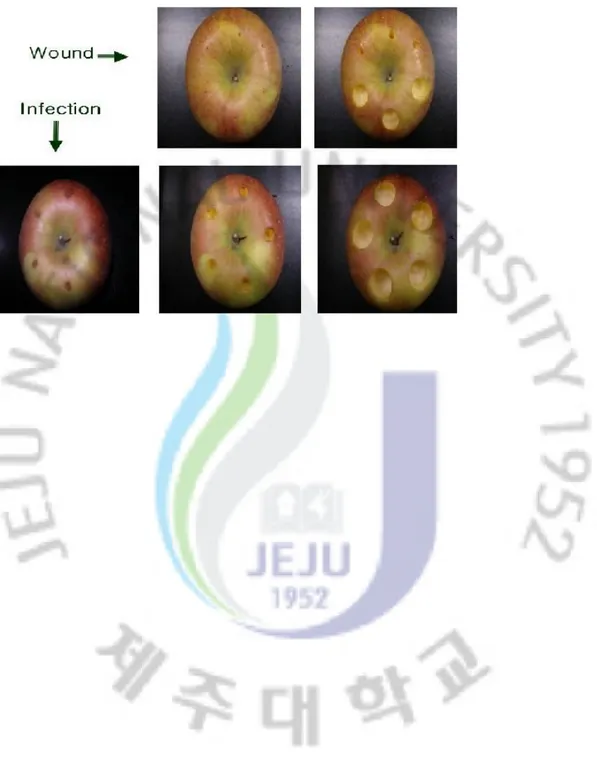 Fig. 1. Infected and non-infected from disease &amp;sampling of the apple.