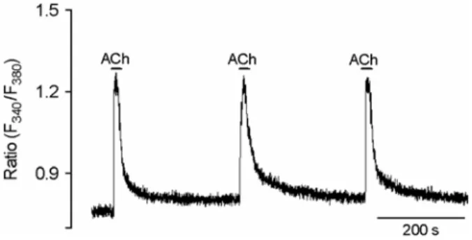 Fig. 2. Effects of  extracellular Ca 2+  &amp; Na +  on ACh-induced [Ca 2+ ] i  increase in MPG neurons