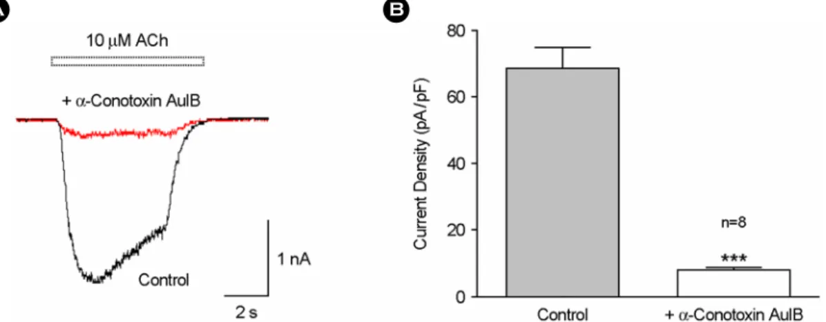 Fig. 4. Effect of  α-Conotoxin AuIB on ACh-induced peak current in MPG neurons. ACh-induced inward current was greatly attenuated  after pretreatment with 10 µM α-Conotoxin AuIB, a new novel selective antagonist for α3β4 nAChR, ***P<.001