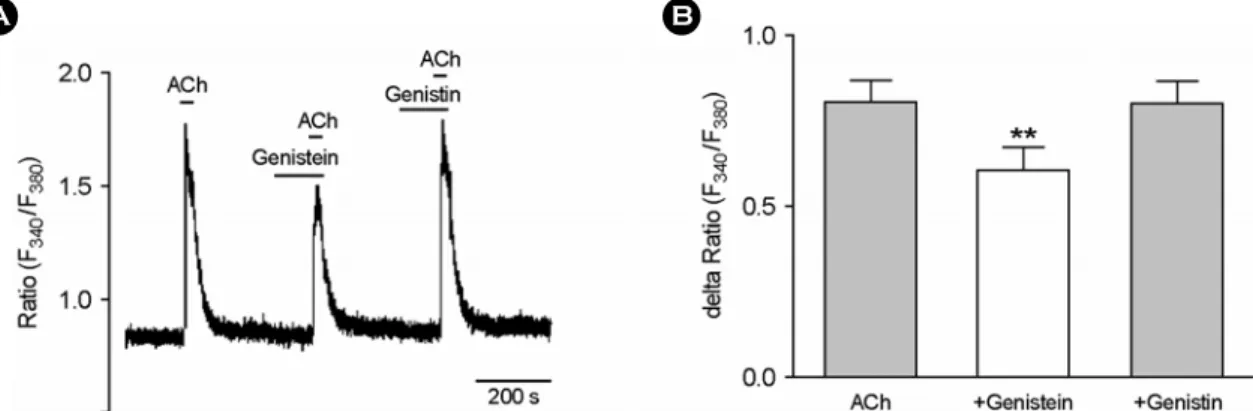 Fig. 5. Differential effect of  genistein on ACh-induced calcium increments in MPG neurons