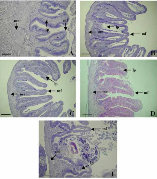 Fig. 3. Photomicrographs of cross section on the digestive tract of S. geneionema. A: esophagus, B: anterior intestine portion, C: mid intestine portion, D:  posterior intestine portion, E: rectum, lp: lamina propria, me: muscularis  externa, mf: mucosal f