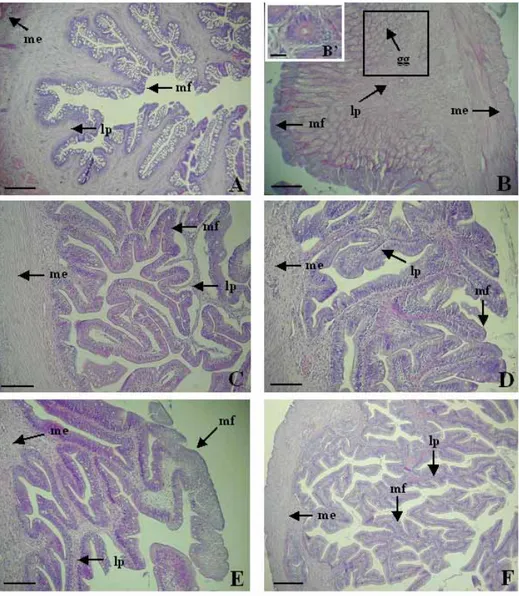 Fig. 4. Photomicrographs of cross section on the digestive tract of C. gulosus. A: esophagus, B: stomach, C: anterior intestine portion, D: mid intestine  portion, E: posterior intestine portion, F: rectum, gg: gastric gland, lp:  lamina propria, me: muscu