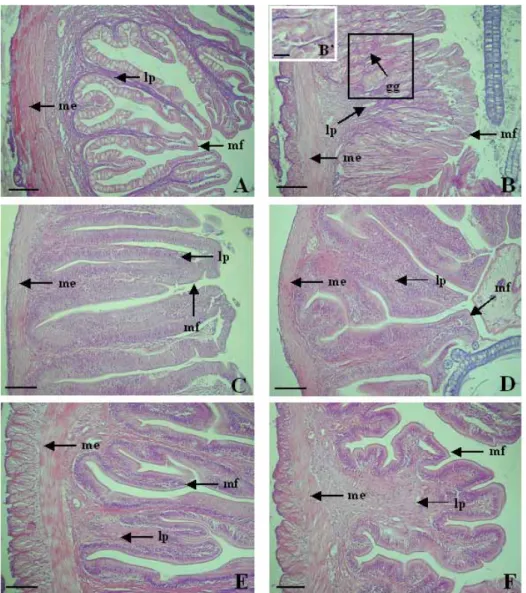 Fig. 5. Photomicrographs of cross section on the digestive tract of T. obscurus. A: esophagus, B: stomach, C: anterior intestine portion, D: mid intestine  portion, E: posterior intestine portion, F: rectum, gg: gastric gland, lp:  lamina propria, me: musc