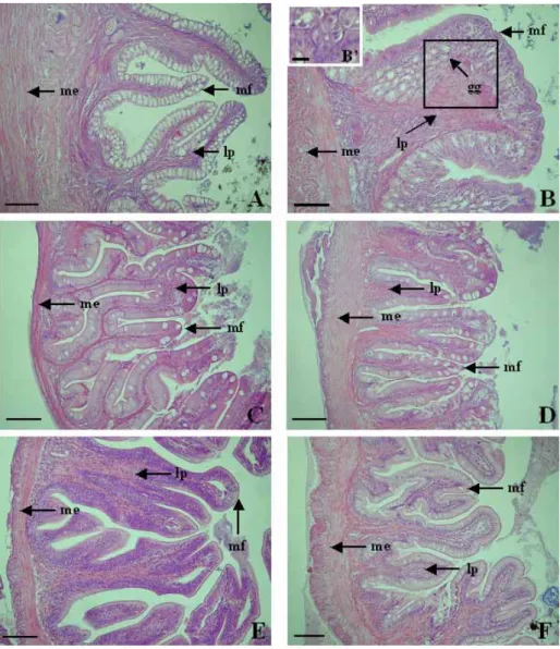 Fig. 6. Photomicrographs of cross section on the digestive tract of R. giurinus. A: esophagus, B: stomach, C: anterior intestine portion, D: mid intestine  portion, E: posterior intestine portion, F: rectum, gg: gastric gland, lp:  lamina propria, me: musc
