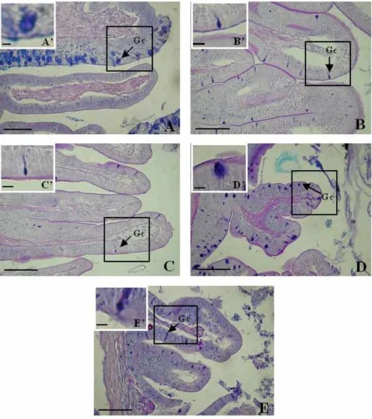 Fig. 7. Photomicrographs of goblet cells in the digestive tract of S. geneionema. A: esophagus, B: anterior intestine portion, C: mid intestine portion, D:  posterior intestine portion, E: rectum, Gc: goblet cell