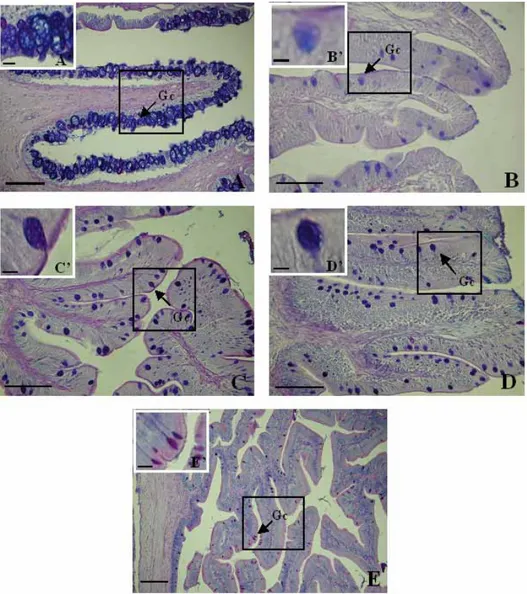 Fig. 8. Photomicrographs of goblet cells in the digestive tract of C. gulosus.