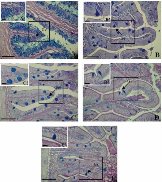 Fig. 10. Photomicrographs of goblet cells in the digestive tract of R. giurinus. A: esophagus, B: anterior intestine portion, C: mid intestine portion, D:  posterior intestine portion, E: rectum, Gc: goblet cell