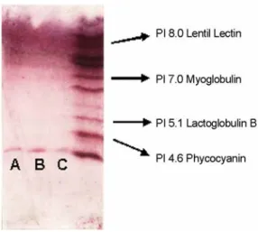 Fig. 5. Isoelectric focusing (IEF) gel electrophoresis. The gel  was fixed and destained as described in the Bio-rad protocol for  the mini IEF cell