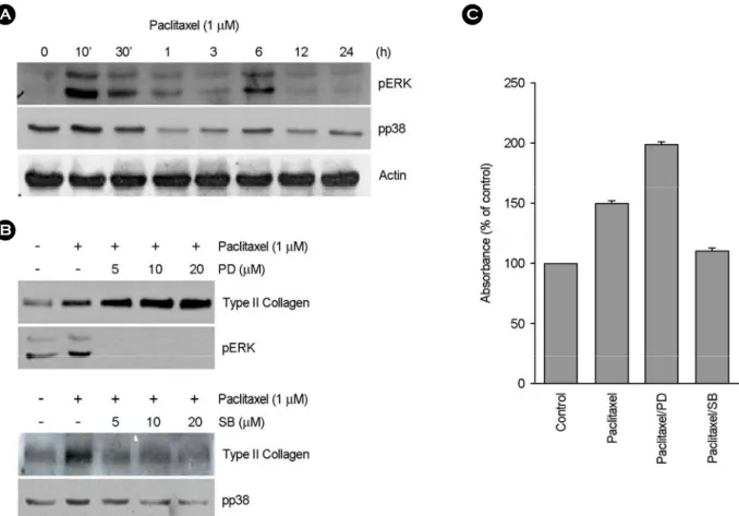 Fig. 3. ERK-1/2 and p38 kinase oppositely regulated for paclitaxel-induced differentiation