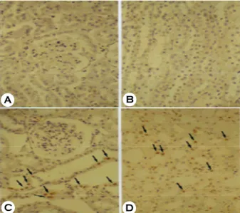 Table 3. Apoptotic changes of heart, liver, pancreas and adrenal gland in L-NAME-treated SD rats (H-E stain) 