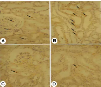 Fig. 3. Immunohistochemical stain against PCNA in kidney of  L-NAME-treated SD rats. A: Renal cortex of normal control group