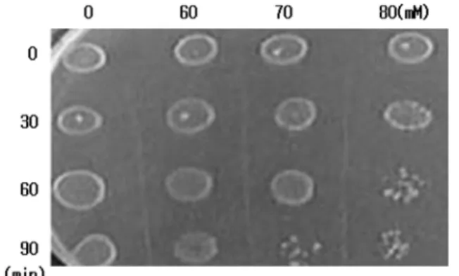 Fig. 3. Survival test against lactic acid. Cells growing in the exponential phase were treated with 60, 70 and 80 mM of lactic acid for 90min at 37 o C.