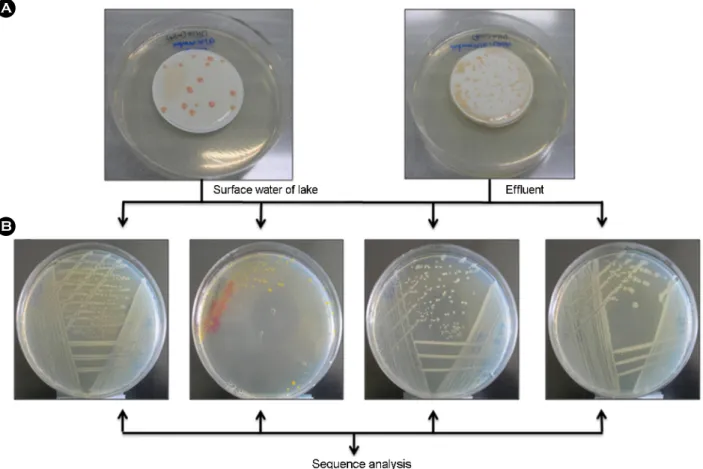 Fig. 1. Isolation of  non mycobacterial and mycobacterial colones from effluent and surface water of lake by treated 0.05% CPC.