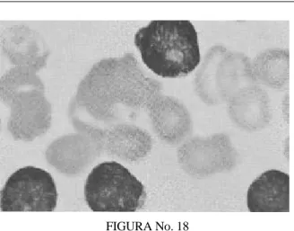 FIGURA No. 19 