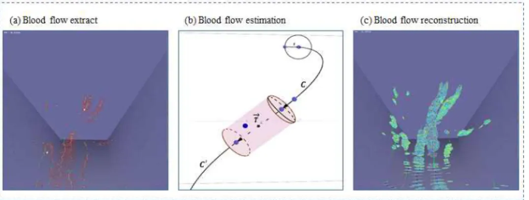Fig. 5. Method for blood flow estimation and reconstruction. (a) Blood flow extract with vector fields, (b) Blood flow  estimation by flow tangent of interpolation curves and (c) blood flow reconstructed by curve    ′  interpolation  technique.