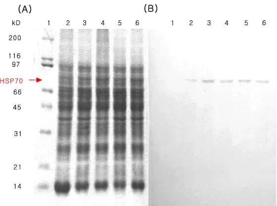 Fig.  5.  Immunodetection  of  heat-shock  protein  70  (HSP-70)  in  liver  of  olive  flounder  (Paralichthys  olivaceus)  exposed  to  temperature  range  from  10  to  30℃