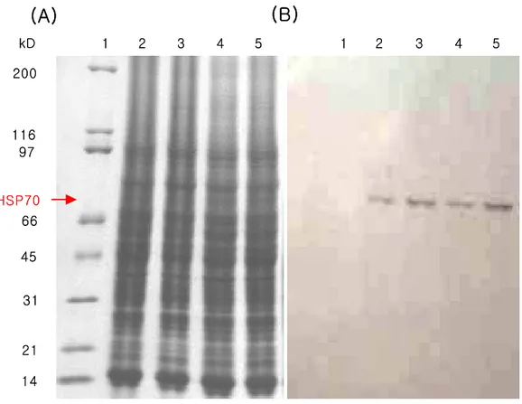 Fig.  10.  Immunodetection  of  heat-shock  protein  70  (HSP-70)  in  liver  of  olive  flounder  (Paralichthys  olivaceus)  exposed  to  various  oxytetracycline  concentrations