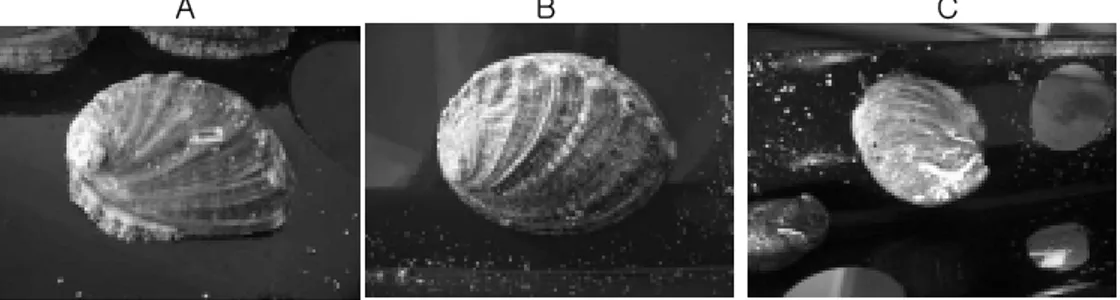Fig. 1. Experiment abalone, A: Haliotis discuse hannai,  B: Haliotis sieboldii, 