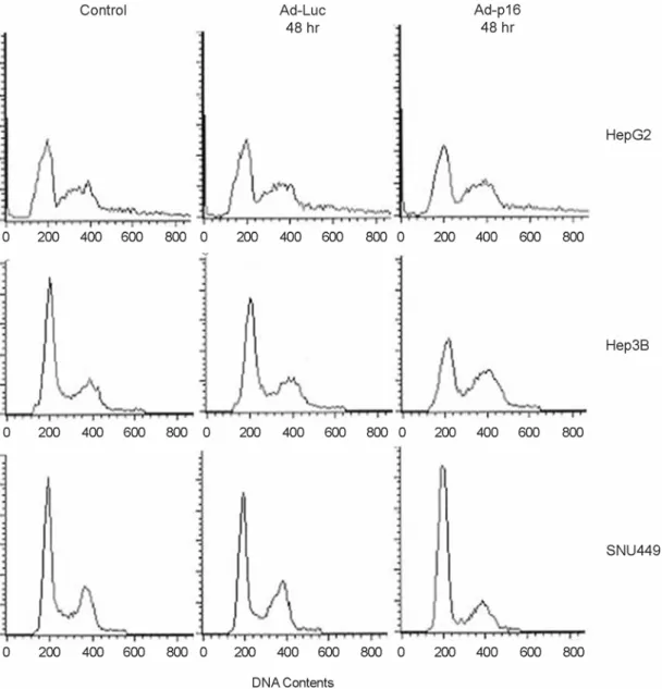 Fig. 4. Changes of  cell population after Ad-p16 infection in HCC cell lines. Cells were grown in the infection of  Ad-p16 for 48 hours