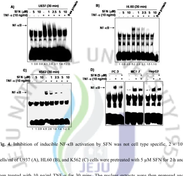 Fig.  4.  Inhibition  of  inducible  NF-κB  activation  by  SFN  was  not  cell  type  specific