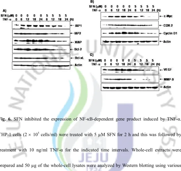 Fig.  6.  SFN  inhibited  the  expression  of  NF-κB-dependent  gene  product  induced  by  TNF-α