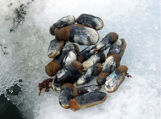 Fig. 1. The Antarctic clam, Laternula elliptica.