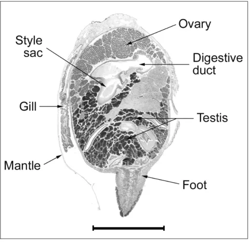 Fig. 3. Cross-section of L. elliptica. Scale bar = 1 cm. G