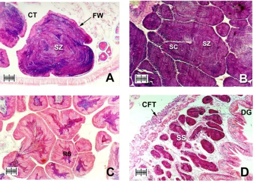 Fig. 5. Photomicrographs of testes (scale bar = 200 µm). (A)  Developing stage: columns of spermatozoa (SZ) move to  center of a growing testis with a thick follicle wall (FW)