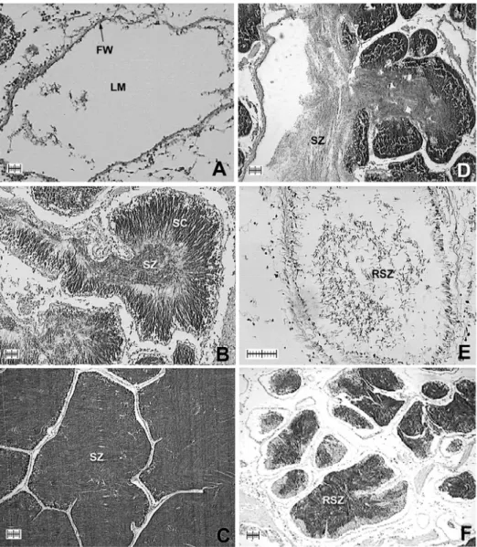 Fig. 10. Photomicrographs of testes. (A) Resting stage: resting ovaries 