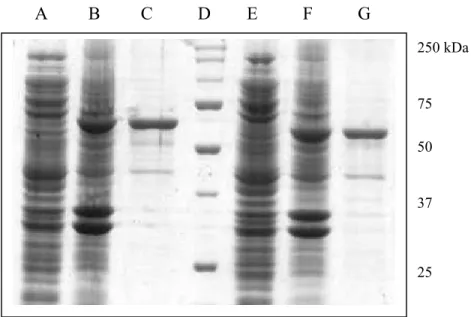 Fig. 1.6: The SDS-polyacrylamide gel electrophoresis of HdTPx1 and HdTPx2. Lane A: E. coli cells with pMAL-HdTPx1 plasmids without induction; lane B: induced E