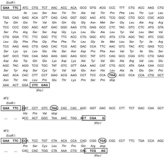 Fig. 4. Location of  4F1, 4F2, 4F3 and antisense primers and the antipated proteins. TAA and TGA represent the stop codons (4F1: