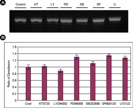 Fig. 7. Effect of protein kinase inhibitors  to the USP16 expression. Cells were treated  with six different kinds of protein kinase  inhibitors for 2 hours and estimate the  amount of  USP16 expression by RT-PCR