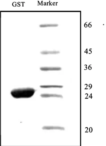 Fig.  2-1.  Analysis  of  glutathione  transferase  (GST)  protein  expressed  in  Escherichia  coli  (BL21)  cells  following  purification  in  a  12%  denaturing  polyacrylamide  gel