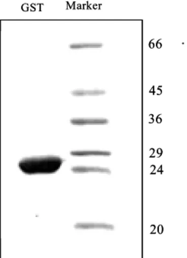 Fig.  2-1.  Analysis  of  glutathione  transferase  (GST)  protein  expressed  in  Escherichia  coli  (BL21)  cells  following  purification  in  a  12%  denaturing  polyacrylamide  gel