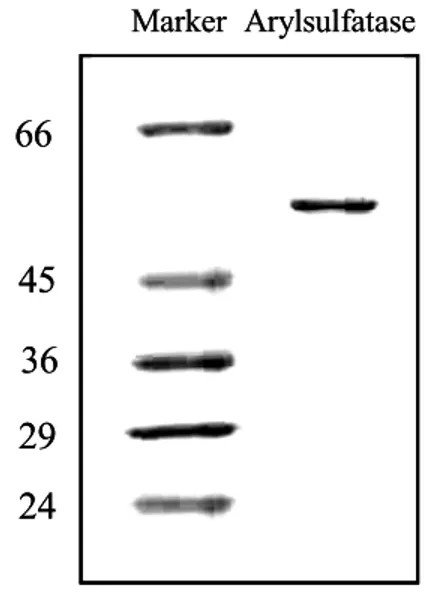 Fig.  2-4.  Analysis  of  arylsulfatase  protein  expressed  in  Escherichia  coli  BL21(DE3)  cells  following  purification  in  a  12%  denaturing  polyacrylamide  gel