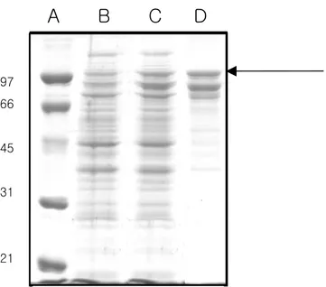 Fig. 2: Analysis of aCAT protein expressed in E. coli BL21(DE3) cells 