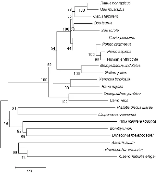 Fig. 7: Neighbor-joining tree based on catalase amino acid sequences 
