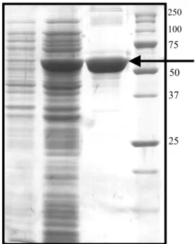 Fig. 9: Analysis of aCu,Zn-SOD protein expressed in E. coli K12(TB1) cells 