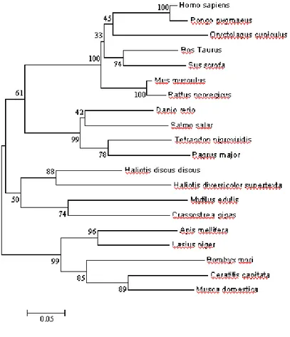 Fig. 14: A phylogenetic tree of CuZn-SOD proteins constructed by the 