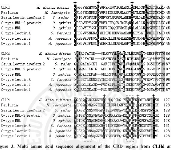 Figure  3.  Multi  amino  acid  sequence  alignment  of  the  CRD  region  from  CLHd  and  its  homologous  C-type  lectins